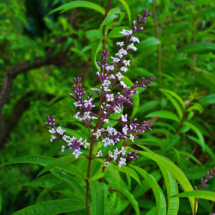 Aloysia_citriodora_002