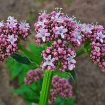 Valerian
