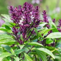 Tulsi