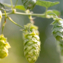 Hops