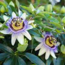 Passion Flower