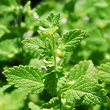 Lemon Balm