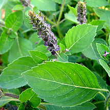 Tulsi